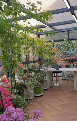 芍药花怎么养，掌握关键要点，花开更鲜艳