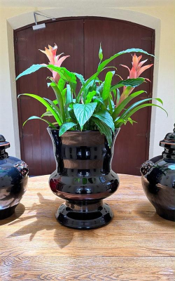 芍药花怎么养，掌握关键要点，花开更鲜艳