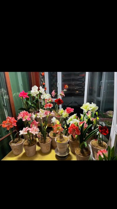 葡萄栽培，掌握关键技术，实现优质丰产