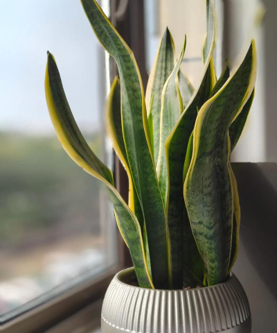 葡萄栽培，掌握关键技术，实现优质丰产