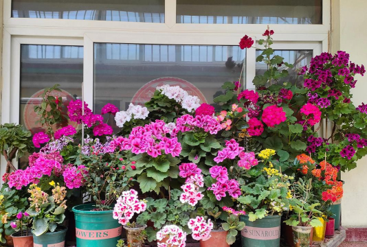 葡萄栽培，掌握关键技术，实现优质丰产