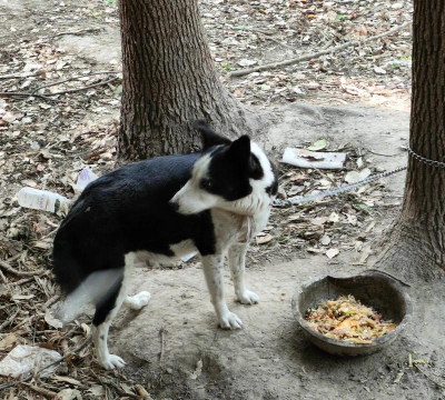 葡萄栽培，掌握关键技术，实现优质丰产