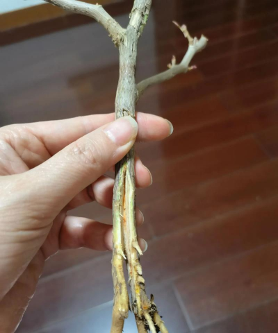 葡萄栽培，掌握关键技术，实现优质丰产