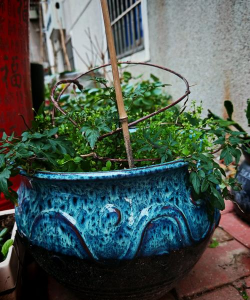 葡萄栽培，掌握关键技术，实现优质丰产