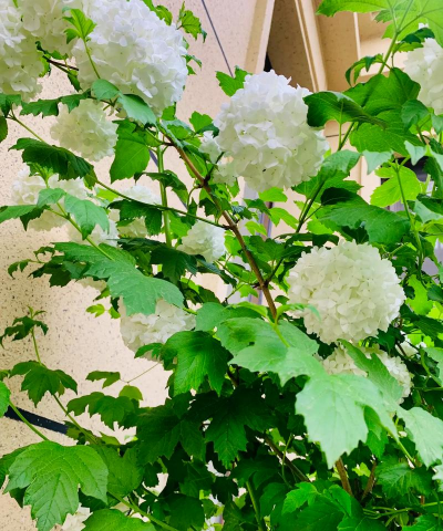 葡萄栽培，掌握关键技术，实现优质丰产