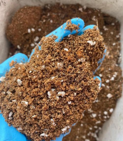 玫瑰花怎么养才不会枯萎，掌握浇水施肥技巧，轻松延长花期