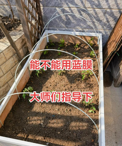 玫瑰花怎么养才不会枯萎，掌握浇水施肥技巧，轻松延长花期