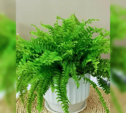 葡萄栽培，掌握关键技术，实现优质丰产