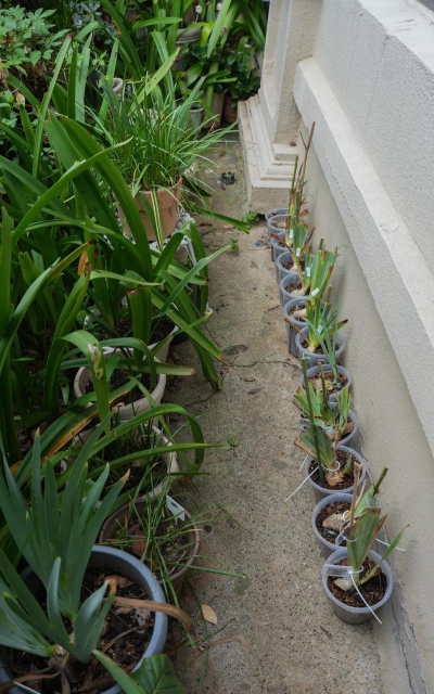 玫瑰花怎么养才不会枯萎，掌握浇水施肥技巧，轻松延长花期