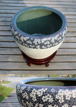 玫瑰花怎么养才不会枯萎，掌握浇水施肥技巧，轻松延长花期