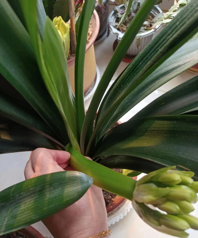 玫瑰花怎么养才不会枯萎，掌握浇水施肥技巧，轻松延长花期