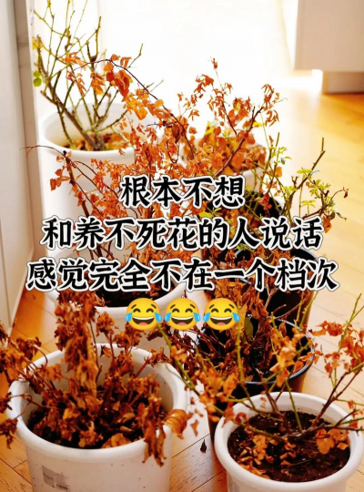 玫瑰花怎么养才不会枯萎，掌握浇水施肥技巧，轻松延长花期