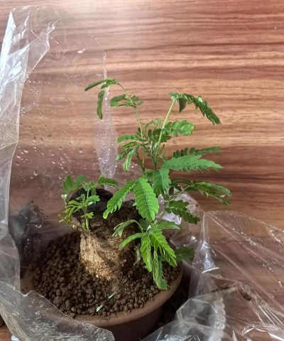 合欢适合什么土壤种植