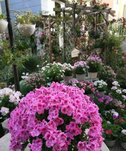 家庭养花用生根粉