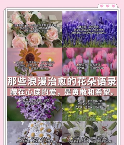 芍药花怎么养，掌握关键要点，花开更鲜艳
