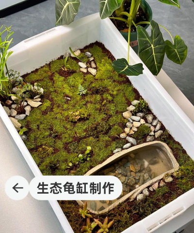 芍药花怎么养，掌握关键要点，花开更鲜艳