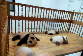 芍药花怎么养，掌握关键要点，花开更鲜艳