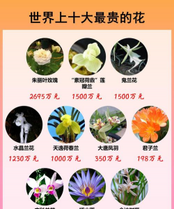 葡萄栽培，掌握关键技术，实现优质丰产