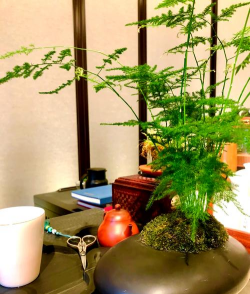 什么毛竹屋内养花最好