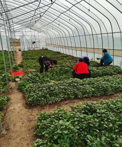 葡萄栽培，掌握关键技术，实现优质丰产