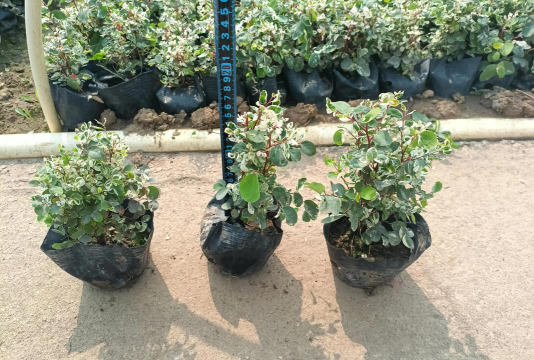 木头雪可以养花吗