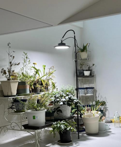 葡萄栽培，掌握关键技术，实现优质丰产