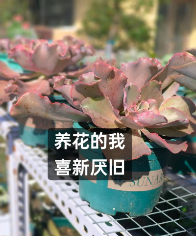 柿树虫病防治，识别常见虫害，掌握有效方法