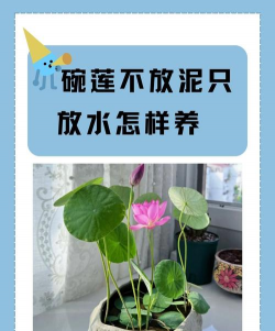 芍药花怎么养，掌握关键要点，花开更鲜艳