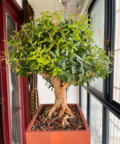 芍药花怎么养，掌握关键要点，花开更鲜艳