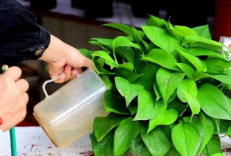 别墅园林绿化设计，打造私密空间，提升居住品质