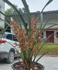 柿树虫病防治，识别常见虫害，掌握有效方法