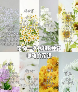 柿树虫病防治，识别常见虫害，掌握有效方法