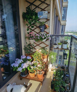 柿树虫病防治，识别常见虫害，掌握有效方法