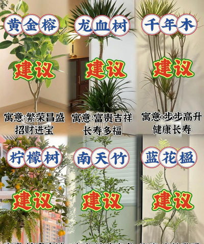 葡萄栽培，掌握关键技术，实现优质丰产