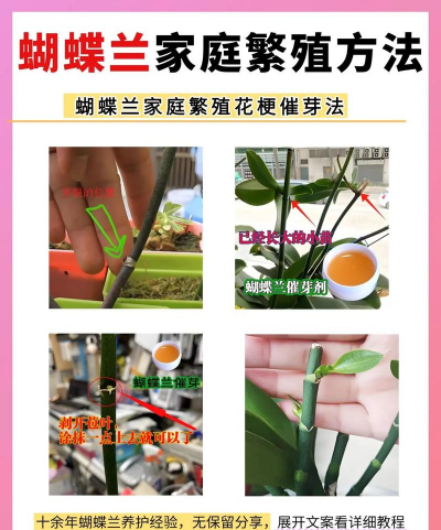 葡萄栽培，掌握关键技术，实现优质丰产