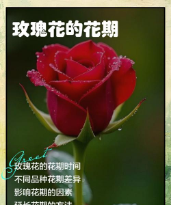 葡萄栽培，掌握关键技术，实现优质丰产