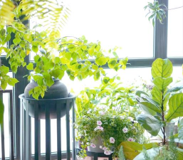 葡萄栽培，掌握关键技术，实现优质丰产