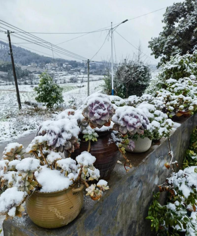 葡萄栽培，掌握关键技术，实现优质丰产