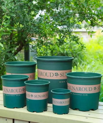 玫瑰花怎么养才不会枯萎，掌握浇水施肥技巧，轻松延长花期