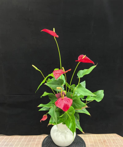 玫瑰花怎么养才不会枯萎，掌握浇水施肥技巧，轻松延长花期