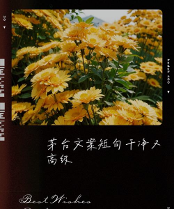 玫瑰花怎么养才不会枯萎，掌握浇水施肥技巧，轻松延长花期