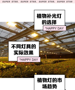 玫瑰花怎么养才不会枯萎，掌握浇水施肥技巧，轻松延长花期