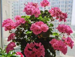 玫瑰花怎么养才不会枯萎，掌握浇水施肥技巧，轻松延长花期