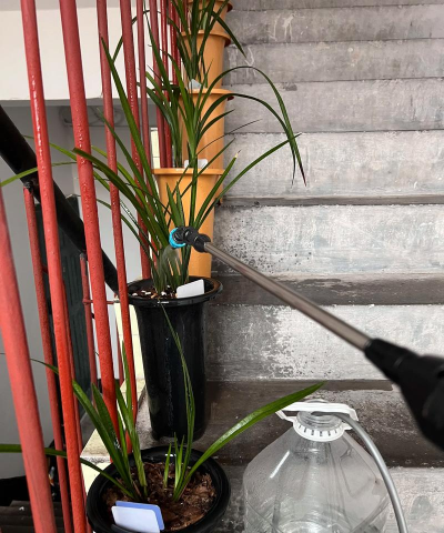 家庭养花用生根粉