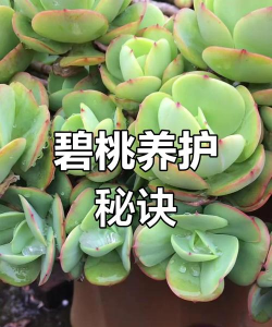 碧桃用什么肥料好