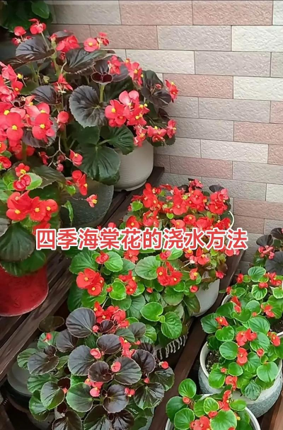 无土栽培技术，突破土壤限制，开启高效种植新篇章