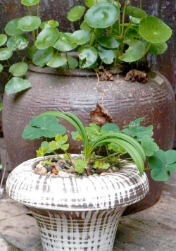 无土栽培技术，突破土壤限制，开启高效种植新篇章