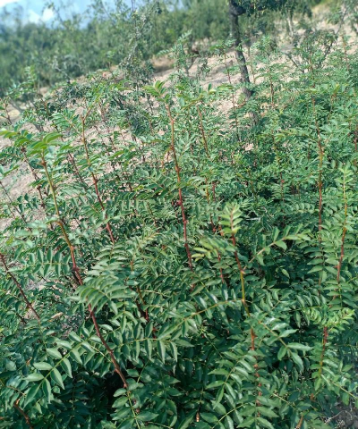 自己培养花椒苗