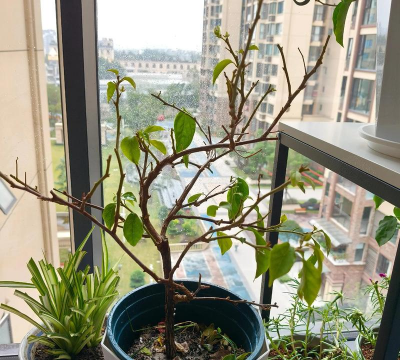 家庭养花用生根粉