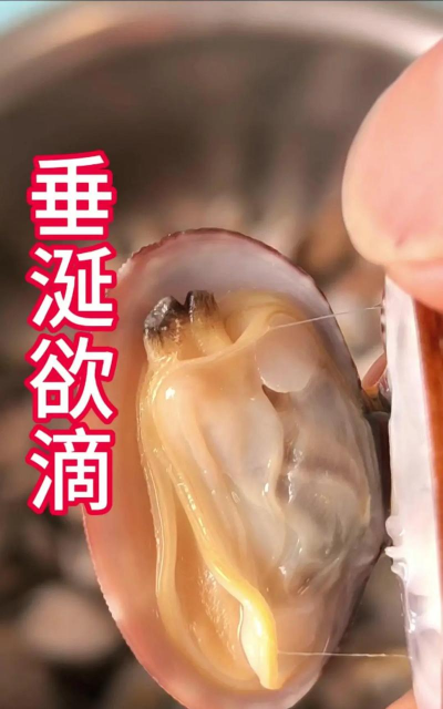 自己在家怎么养花蛤呢